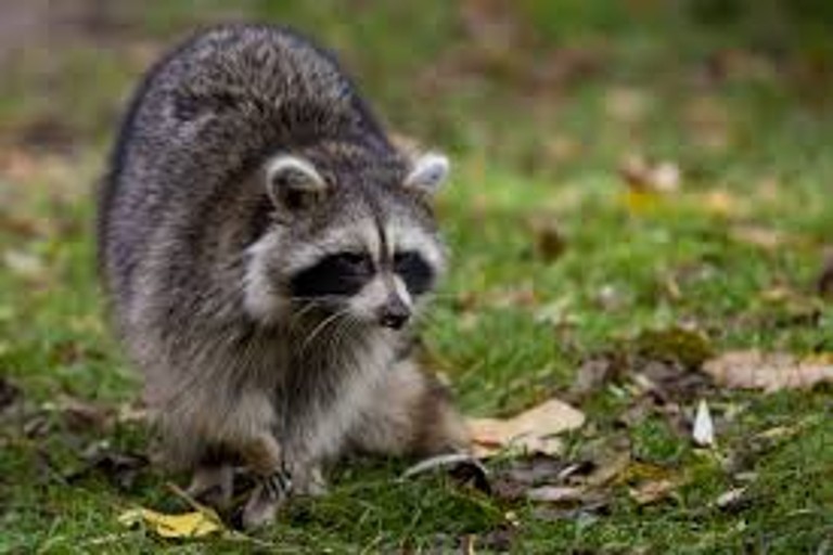 Urban Fox Sightings on the Rise in Halifax Suburbs